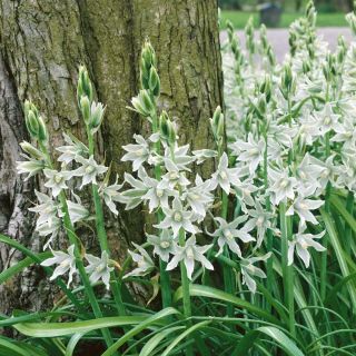 Aftonstjärna - paket med 10 stycken - Ornithogalum Nutans