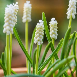 Tigru Siberian Muscari - Tigru Siberian - 10 bulbi