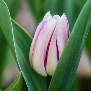 Cờ hoa hồng rực rỡ - Cờ hoa hồng rực rỡ - 5 củ giống - Tulipa Flaming Flag