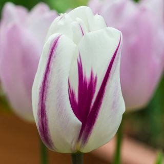 Cờ hoa hồng rực rỡ - Cờ hoa hồng rực rỡ - 5 củ giống - Tulipa Flaming Flag