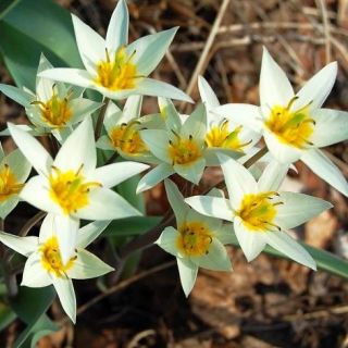 Tulipa Turkestanica - paquete de 5 piezas