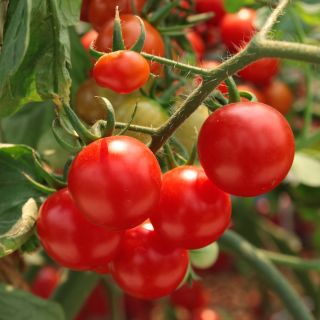 Tomato "Alka" - directly sown field variety - COATED SEEDS - 100 seeds