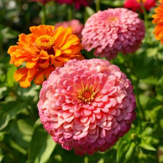 Suurikukkainen sinnia "Super Yoga" - 120 siementä - Zinnia elegans dahliaeflora - siemenet