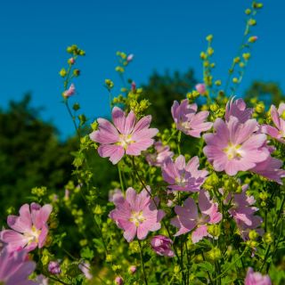 Malva muschiata - 90 semi - Malva moschata