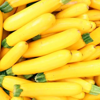 Zucchini 'Atena Polka' - 100 g