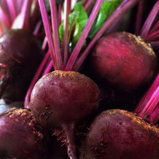 Rote Rüben, Bete 'Nochowski' - produktive Sorte mit dunkelrotem Fleisch