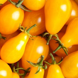 Pärontomat - Perun - Söta, saftiga päronformade frukter - Färska frön