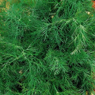 Eneldo - Szmaragd - 300 semillas - Anethum graveolens L.