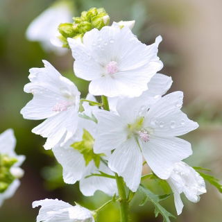 Malva muschiata - 90 semi - Malva moschata