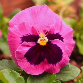 Tarhaorvokki - Laura - Pinkki - 320 siemenet - Viola x wittrockiana