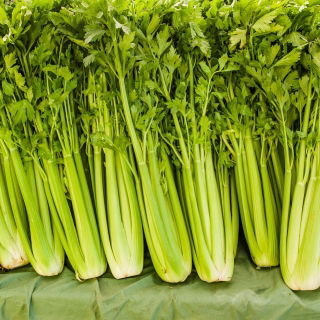 Cellery "Giant Pascal" - gergasi sejati; sel saring - 900 biji - Apium graveolens - benih