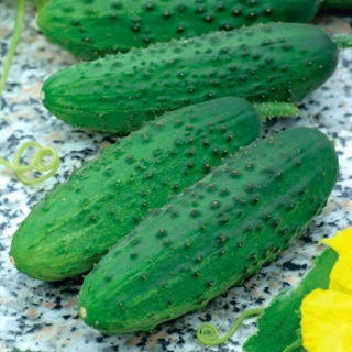 Dưa chuột "Szeryf F1" - cánh đồng, giống dưa chua rất sớm và năng suất cao - 175 hạt - Cucumis sativus