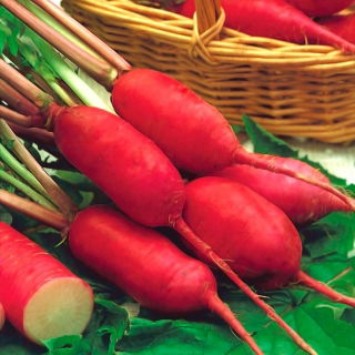 Radise - Pasja - Raphanus sativus L. - frø