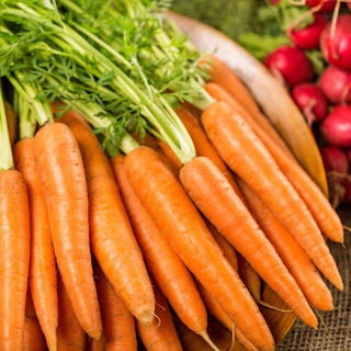 Morcov "Arleta" - soi extrem de productiv ideal pentru sucuri - 4250 de semințe - Daucus carota ssp. sativus 