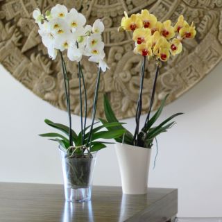 Obal na orchidey "Wenus" - 14,6 cm - svetlozelený - 
