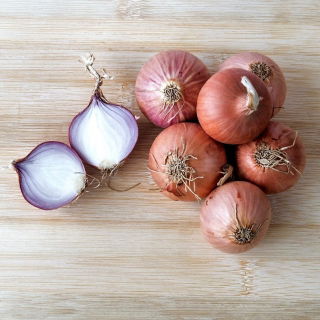 หอมแดงหอมใหญ่ "โตโต้" - 750 เมล็ด - Allium ascalonicum 