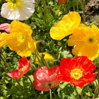 Alpine poppy - variety mix; dwarf poppy - 800 seeds