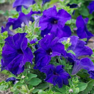 Petunie 'Cascade' Blau - Superkaskadia'