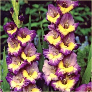 Gladiolus Dynamite - 5 bulbs