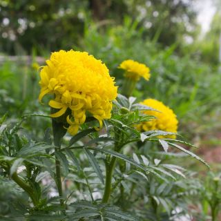 Mexican marigold "Fantastic" - variety mix; Aztec marigold - 108 seeds