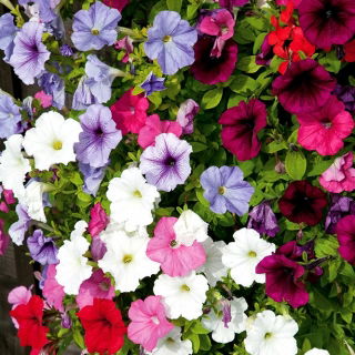 Petunia pendula - variada - Petunia hybrida pendula - Cascadas de flores - Semillas frescas