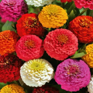 Zinnia "Kobold" - variety mix - 108 seeds