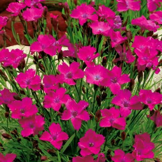 Steenanjer - carmine - red - 1350 zaden - Dianthus deltoides