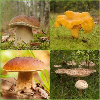 Tölgy és bükk gomba készlet + napernyegomba - 4 faj - micélium, ív - 