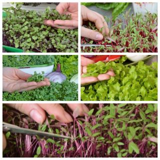 Microgreens - Decorazione - aggiunta di guarnizioni ai piatti - Set da 5 pezzi con un contenitore in crescita -  - semi