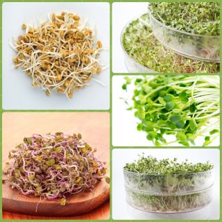 Sprouting seeds - Hot mix - 3-piece set + sprouter with one tray