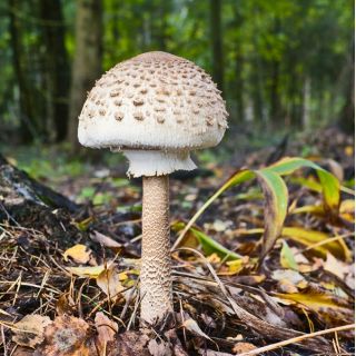 Tölgy és bükk gomba készlet + napernyegomba - 4 faj - micélium, ív - 