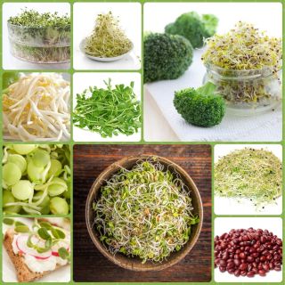 Bubur benih - Tumpukan kaya dengan Vitamin-B - set 9 keping + sprouter dengan 3 baki - 