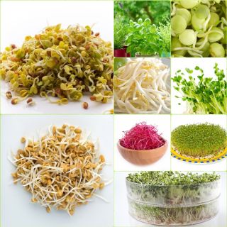 Sprouting seeds - XL set - 8 pieces + sprouter with 3 trays