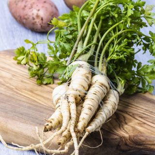 Benih rekaman - Parsley "Berliner Halblange" - varietas terlambat - Petroselinum crispum  - biji