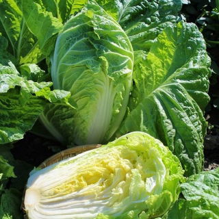 Biji dilapisi - Napa kubis "Bilko F1" - 50 biji - Brassica pekinensis