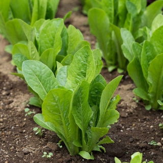 Baby Leaf - Romaine lettuce "Parris Island Cos" - Lactuca sativa L. var. longifolia - biji