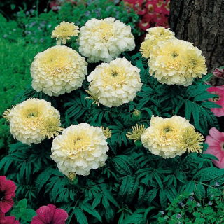 ดอกดาวเรืองเม็กซิกันสีขาวครีมสีขาวขนาดใหญ่ "อัลบาทรอส" - 135 เมล็ด - Tagetes erecta 