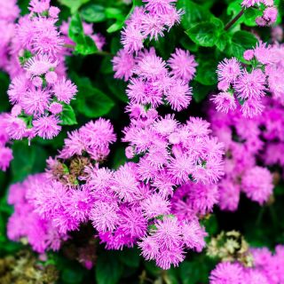 Leverbalsam - Pink Ball - 2160 frön - Ageratum houstonianum