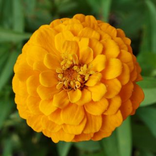Zinnia elegans - Kirke - gul - Zinnia elegans fl.pl. Dahliaeflora - frø