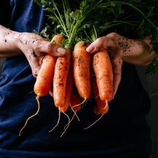 Porkkana - Darina - Daucus carota - siemenet