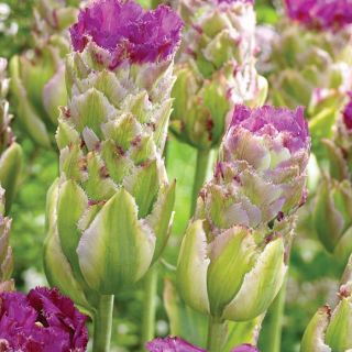 Tulip Purple Tower – 5 pcs