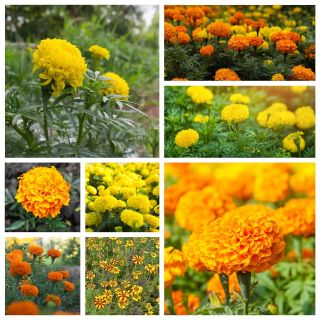 Mexicansk marigold - frø af de 8 smukkeste sorter - 
