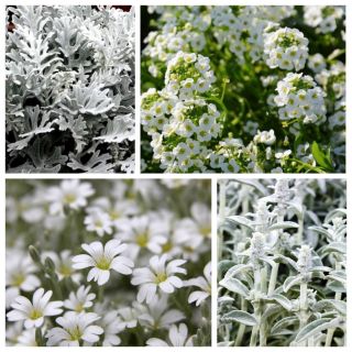 Arctic Breeze - semi di 4 varietà di piante da fiore - 