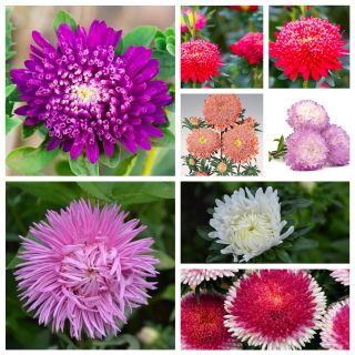Asters - De schoonheid van het Verre Oosten - zaden van 8 soorten bloeiende planten - 