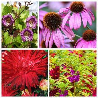 Semi autunnali colorati di 4 specie di piante da fiore - 
