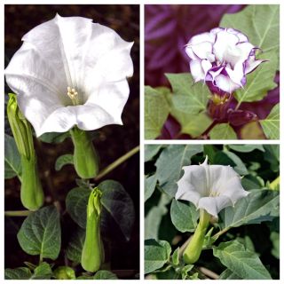 Devil's trumpet - frø av 3 varianter - 