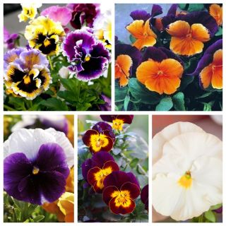 Giardino viole del pensiero - semi di 5 varietà di pansy giardino - 