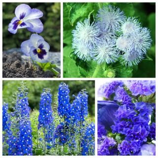 Marina azul - semillas de 4 especies de plantas con flores. - 