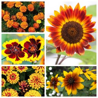 California Sunset - Semillas de 5 variedades de plantas con flores. - 