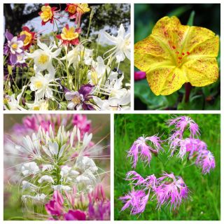 Casablanca - semi di 4 specie di piante da fiore - 